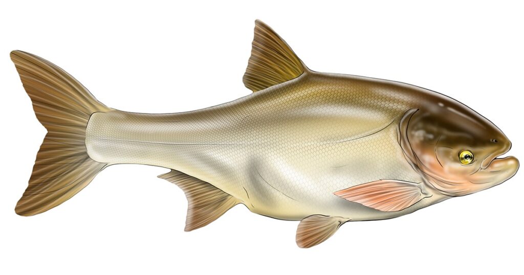 Ilustração de um peixe Carpa Cabeçuda feita pelo apresentador Kid Ocelos