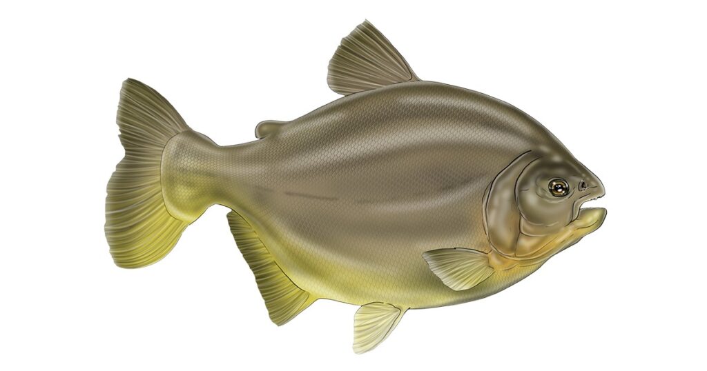Ilustração de um peixe Pacu feita pelo apresentador Kid Ocelos